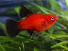 Platy Fish "Adult & Running Breeding"