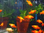 Platy fish