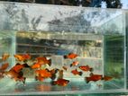 Platy Fish