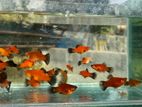 platy fish