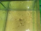 Platy Fry (24 pieces)