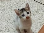 Playful Kitten Looking For A Home