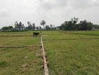 প্লট আকারে জমি বিক্রি হচ্ছে।