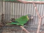 Plum headed Parakeet