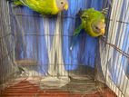 PLum headed parakeet parrot baby pair