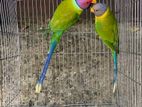 plum headed parakeet parrot