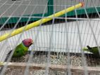 plum headed parakeet parrot