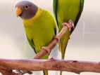 plum headed parakeet parrot