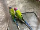 Plum headed parakeet parrot