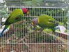 plum headed parakeet parrot