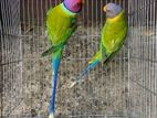 Plum Headed Parakeet Parrot