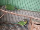 Bird for sell