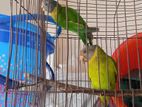 Plum-headed Parakeets