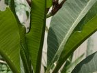 Plumeria Celadine large