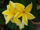 Plumeria P8