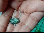 Polar Parrot Baby
