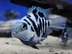 Polar Parrot Fish Brood Size