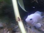 Polar parrot fish