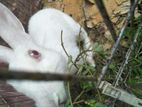 Rabbit For Sale