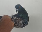Polish Pigeon Male For Sale