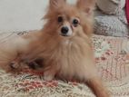 pomarian dog