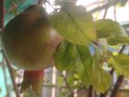 Pomegranate tree