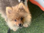 Pomeranian Dog