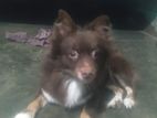 Pomeranian Female