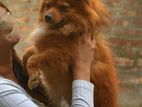 Pomeranian Female