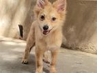 Pomeranian German Spitz Mix Pet Dog