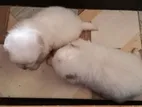 Pomeranian Kukur 2ta Bikri Hobe