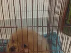 Pomeranian puppy