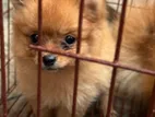 Pomeranian Toy Pom 2 female one male