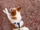 Pomerian Dog