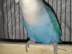 Budgerigars for sell