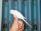 পোষ মানানো বাজিগার
