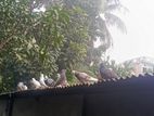 পোষা পাখি কবুতর