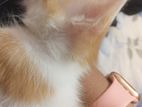 Persian mixed breed baby