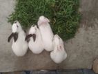 Rabbit for sale