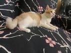 Cat For Sale
