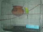 Bird for sell