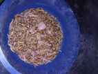 পোষা প্রাণীর খাবার