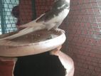 অ্যালভিনো পাইট রানিং