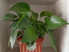 Pothos