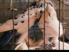 Bird For Sell
