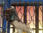 Pouter Running Male Fantail Pair & Huma