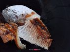 প্রাকৃতিক চাকের খাঁটি মধু