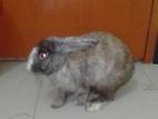 Rabbit sell