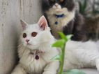 pragnant Persian cat