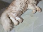 Pregnant Female Sale Hobe